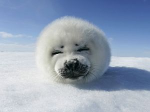 Cute seal pup.  CLUB SANDWICHES NOT SEALS.